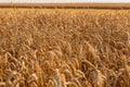 Close up of ripe wheat ears. Beautiful backdrop of ripening ears of golden field. Royalty Free Stock Photo