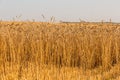 Close up of ripe wheat ears. Beautiful backdrop of ripening ears of golden field. Royalty Free Stock Photo