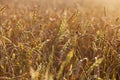 Close up of ripe wheat ears. Beautiful backdrop of ripening ears of golden field. Nature background and blurred bokeh. Royalty Free Stock Photo