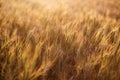 Close up of ripe wheat ears. Beautiful backdrop of ripening ears of golden field. Nature background and blurred bokeh. Royalty Free Stock Photo