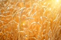 Close up of ripe wheat ears. Beautiful backdrop of ripening ears of golden field. Nature background.