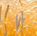 Close up of ripe wheat ears. Beautiful backdrop of ripening ears of golden field.