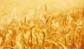 Beautiful backdrop of ripening ears.  Golden field. Nature background and  blurred bokeh Royalty Free Stock Photo