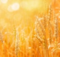 Rpening ears.  Golden field. Nature background and  blurred bokeh Royalty Free Stock Photo