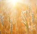 Beautiful backdrop of ripening ears.  Golden field. Nature background and  blurred bokeh Royalty Free Stock Photo