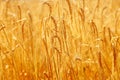 Beautiful backdrop of ripening ears.  Golden field. Nature background and  blurred bokeh Royalty Free Stock Photo