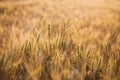 Close up of ripe wheat ears. Beautiful backdrop of ripening ears of golden field. Nature background and blurred bokeh. Royalty Free Stock Photo