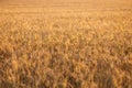 Close up of ripe wheat ears. Beautiful backdrop of ripening ears of golden field. Nature background and blurred bokeh. Royalty Free Stock Photo