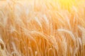 Close up of ripe wheat ears. Beautiful backdrop of ripening ears of golden field.