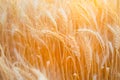 Close up of ripe wheat ears. Beautiful backdrop of ripening ears of golden field