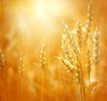 Beautiful backdrop of ripening ears of golden field. Nature background and  blurred bokeh. Royalty Free Stock Photo