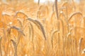 Close up of ripe wheat ears. Beautiful backdrop of ripening ears of golden field. Nature background and blurred bokeh.