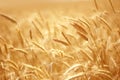 Close up of ripe wheat ears. Beautiful backdrop of ripening ears of golden field. Nature background and  blurred bokeh. Royalty Free Stock Photo