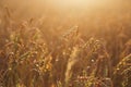 Close up of ripe wheat ears. Beautiful backdrop of ripening ears of golden field. Nature background and blurred bokeh. Royalty Free Stock Photo