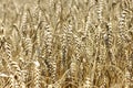 Close up of ripe wheat ears