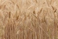 Close up on ripe wheat ears on reaping time Royalty Free Stock Photo