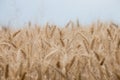 Close up on ripe wheat ears on reaping time Royalty Free Stock Photo