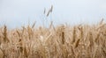 Close up on ripe wheat ears on reaping time