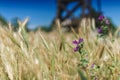 Close up of ripe wheat ears, rye crop on the field, wild field meadow with purple cornflowers background Royalty Free Stock Photo