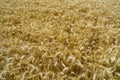 Close up of stalks pf ripe wheat in a Norfolk field Royalty Free Stock Photo