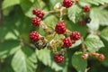 Ripe wild raspberries against a green background Royalty Free Stock Photo