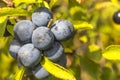 Close up of ripe wild sloes in an English hedgerow Royalty Free Stock Photo