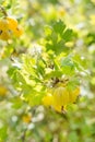 Close up of ripe yellow berries - goosberry.