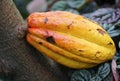 Close up of a ripe yellow cocoa fruits on the tree Royalty Free Stock Photo