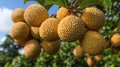 Close-up of ripe yellow lychees hanging on tree branches Royalty Free Stock Photo