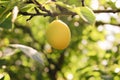 Ripe yellow plums on a tree branch in the garden. natural healthy vegan food Royalty Free Stock Photo