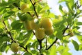 Ripe yellow plums on a tree branch in the garden. natural healthy vegan food Royalty Free Stock Photo