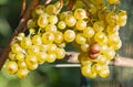 Close-up of Ripen Chardonnay White Wine Grapes Royalty Free Stock Photo