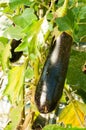 Close-up of ripen eggplant outside in sun light