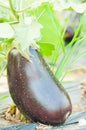 Close-up of ripen eggplant outside in sun light