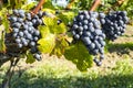 Close-up of Ripen Merlot Red Wine Grapes #2