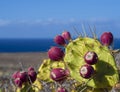 close up ripen red Indian fig opuntia tropic cactus fruit on plant prickly pear with sea shore and blue sky background Royalty Free Stock Photo