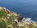 Close up ripen red Indian fig opuntia tropic cactus fruit on plant prickly pear against blue sea, atlantic ocean Royalty Free Stock Photo