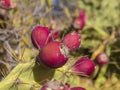 close up ripen red Indian fig opuntia tropic cactus fruit on plant prickly pear on green background Royalty Free Stock Photo
