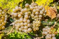 Close-up of Ripen Riesling White Wine Grapes #2