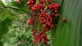 Close up of a ripen seed cluster of ruffled fan palm plant (Licuala grandis)