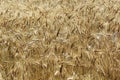 Close up of ripened barley. Royalty Free Stock Photo