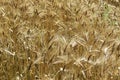 Close up of ripened barley. Royalty Free Stock Photo