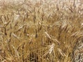 Close up of ripened barley. Royalty Free Stock Photo