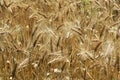 Close up of ripened barley. Royalty Free Stock Photo