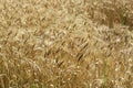 Close up of ripened barley. Royalty Free Stock Photo