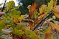 Close up of ripening acorns on a branch of an oak tree Quercus robur in a forest