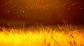 Close-up of ripening barley of wheat field on the sunset cloudy yellow /orange /gold sky ultrawide background. Flying, shimmering