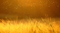 Close-up of ripening barley of yellow wheat field on the sunset cloudy yellow /orange /gold sky ultrawide background. Blurred flyi Royalty Free Stock Photo