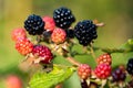 Close-up of ripening Blackberry branch horizontal orientation Royalty Free Stock Photo