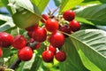 Close-up of ripening  cherries Royalty Free Stock Photo